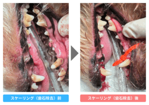 スケーリング前とスケーリング後の比較写真