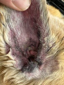 <img src="dog-ear-trouble.jpg" alt="赤みや黒い耳垢、腫れが見られる犬の外耳炎の症状">