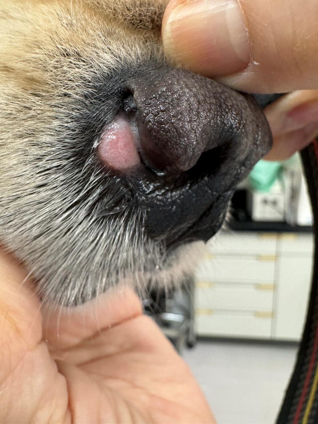 犬や猫のしこりに気づいたら｜腫瘍の種類・症状・診断方法を獣医師が