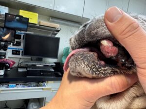 <img src="dog-oral-tumor.jpg" alt="犬の口腔内の写真。上あごの歯ぐき付近に、ピンク色で表面がやや不整な大きなできものが確認できる様子">